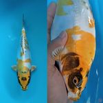 YELLOW KIKO BERPUNUK