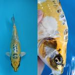 YELLOW KIKO BERPUNUK