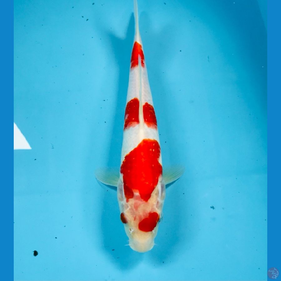 kohaku, 30 cm