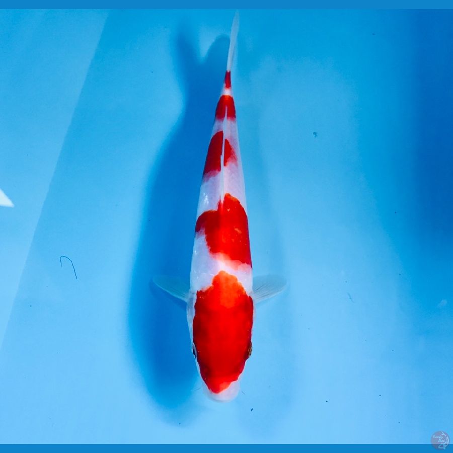 kohaku, 25 cm