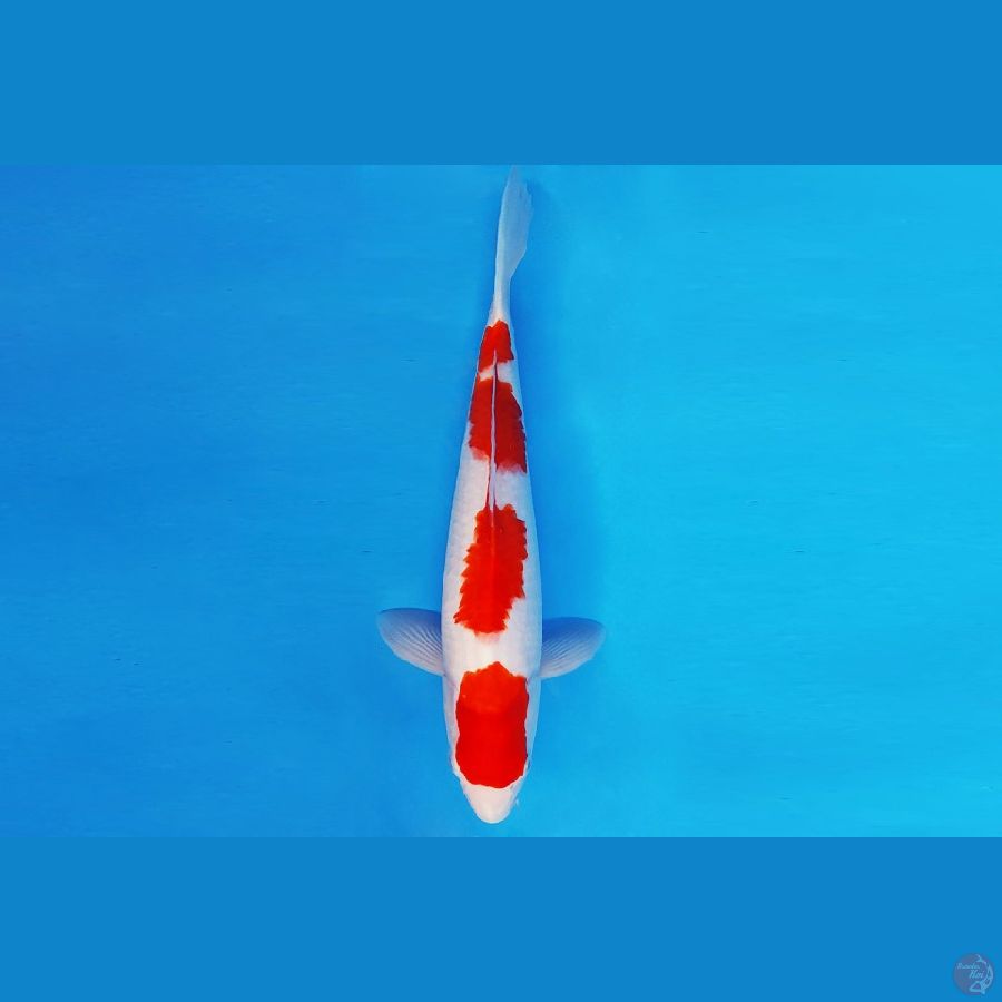 DOJO 10 - KOHAKU 30 cm/male ®