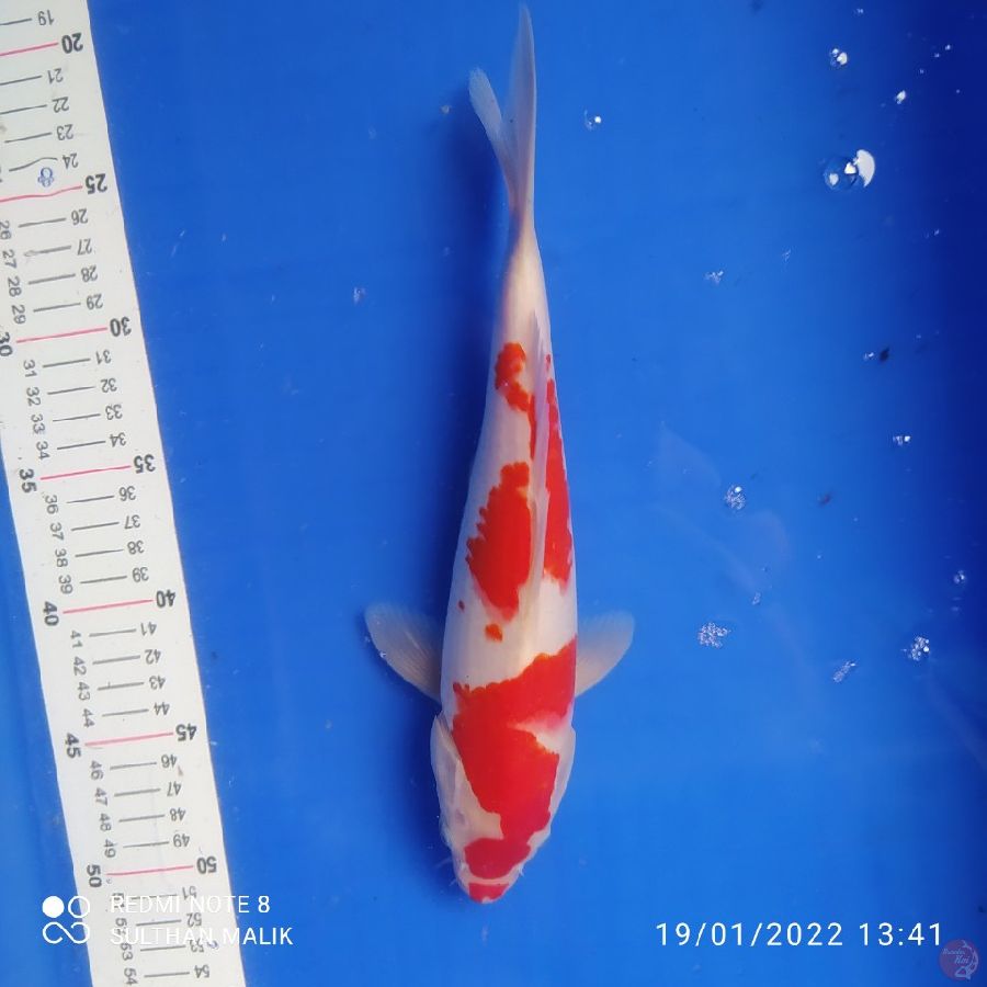 kohaku 29 cm