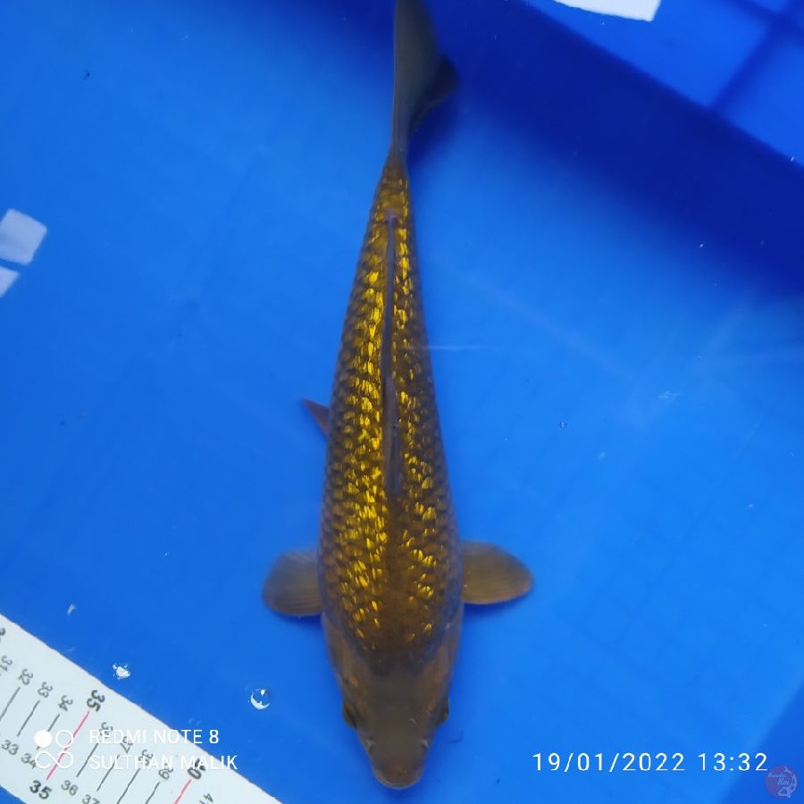 midori punuk 29 cm