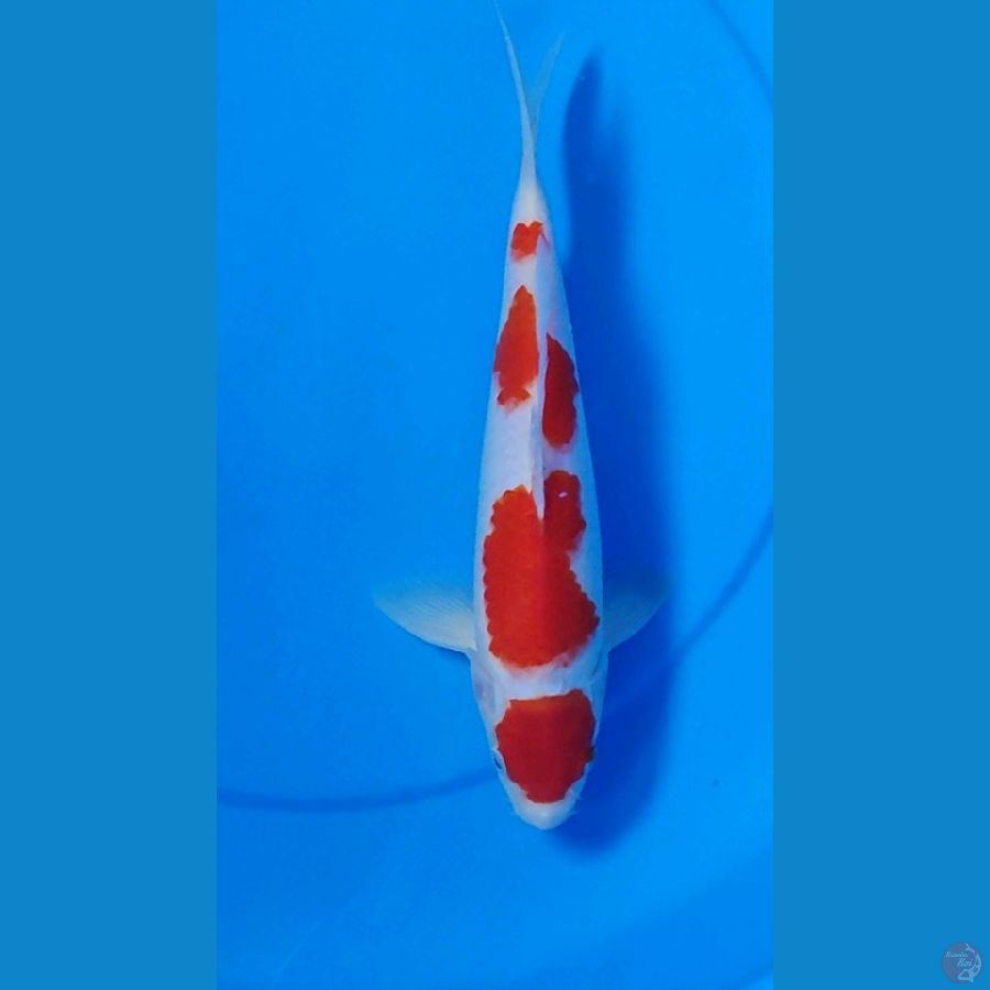 Kohaku sq 32cm Male