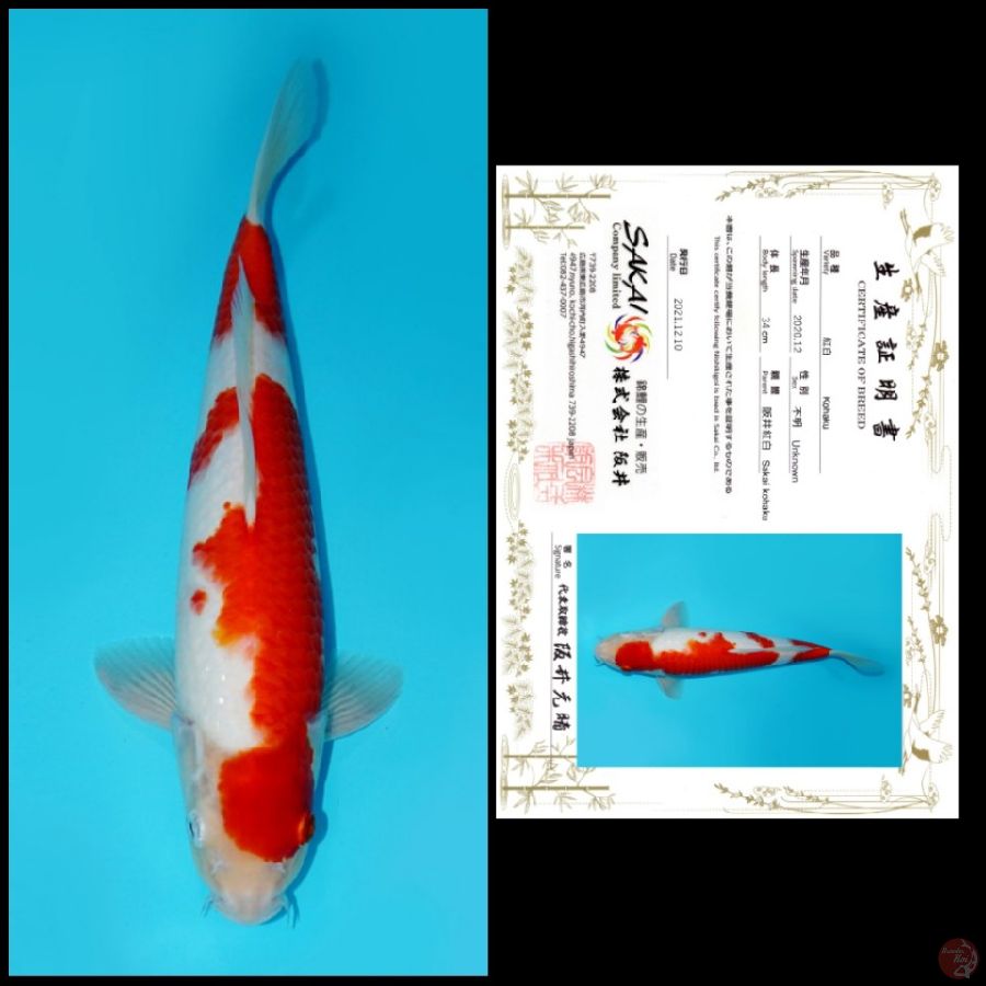 NIDAN KOHAKU IMPORT SAKAI, 35CM