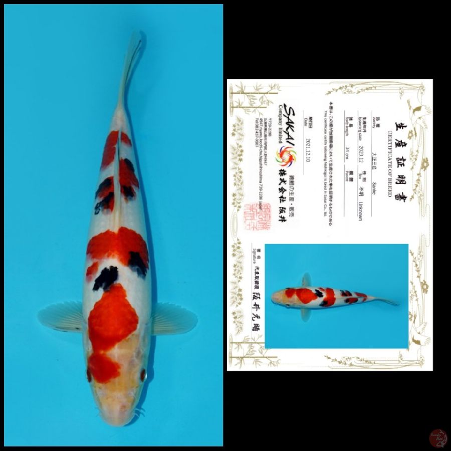 YONDAN SANKE IMPORT SAKAI, 34CM