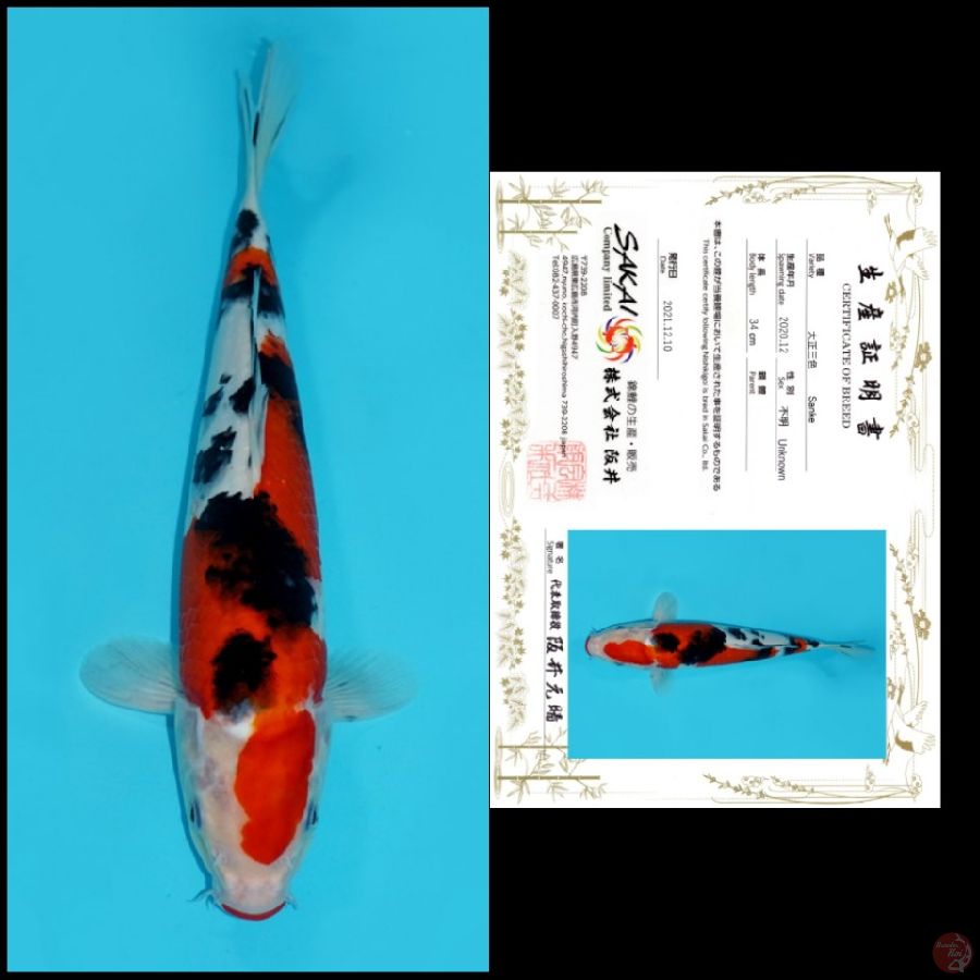 MD03 ~ SANKE IMPORT SAKAI, 35CM