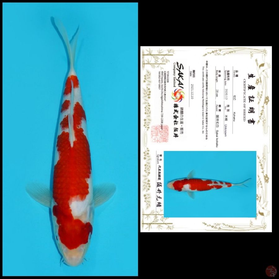 MD06 ~ KOHAKU IMPORT SAKAI, 30CM