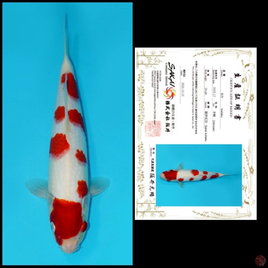 MD07~ KOHAKU SAKURA IMPORT SAKAI, 35CM