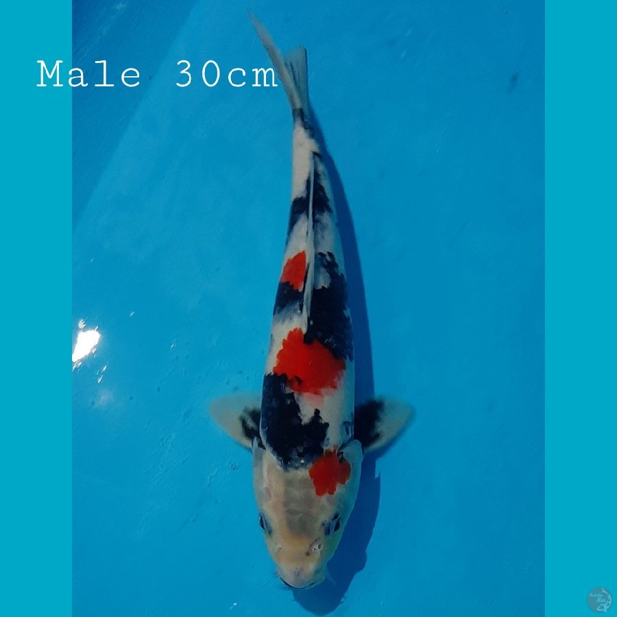 Kindai Showa Male 30cm