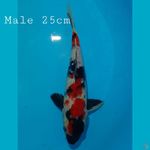 Strong Showa Male 25cm