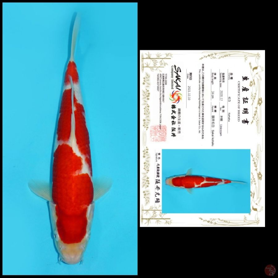 MD13 ~ KOHAKU IMPORT SAKAI, 34CM