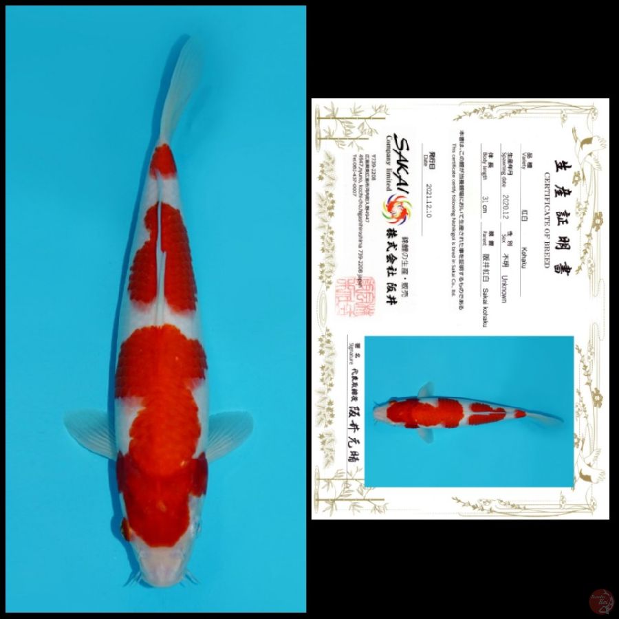 MD16 ~ SANDAN KOHAKU IMPORT SAKAI, 32CM