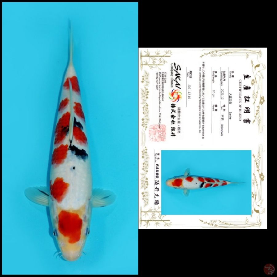 MD18 ~ MARUTEN SANKE TSUBOSUMI IMPORT SAKAI, 33CM