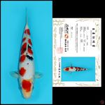 MD18 ~ MARUTEN SANKE TSUBOSUMI IMPORT SAKAI, 33CM