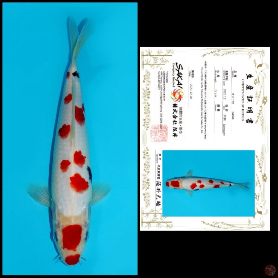 MD19 ~ MARUTEN SANKE SAKURA TSUBOSUMI IMPORT SAKAI, 28CM