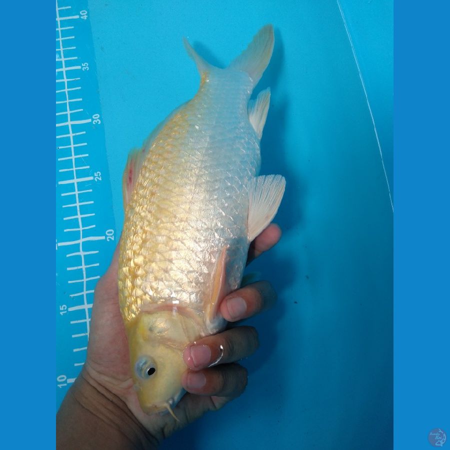 karashi ginrin mata merah munuk 32 cm