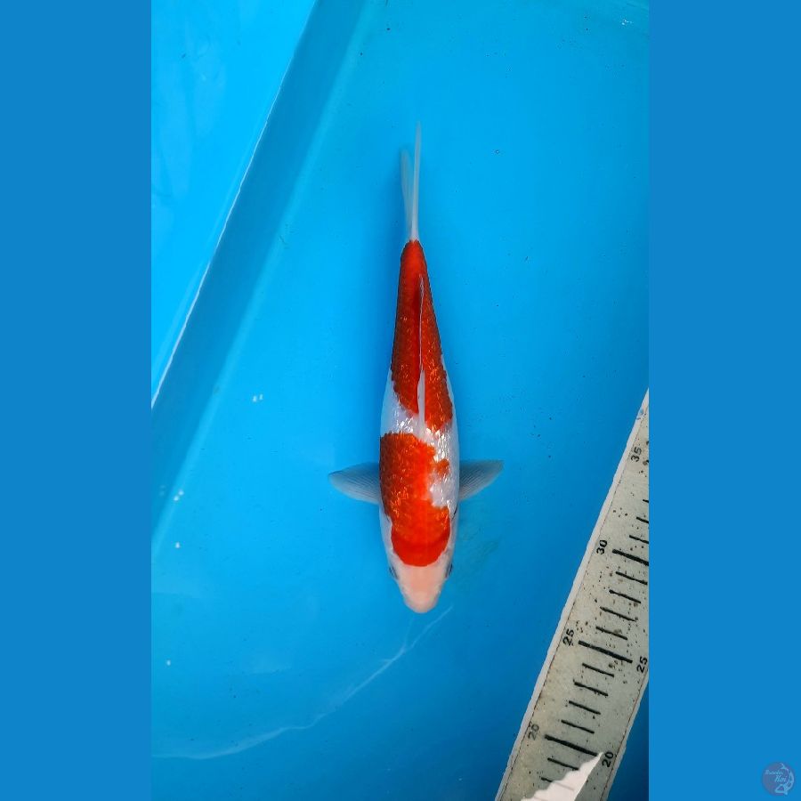 Ginrin kohaku 23cm