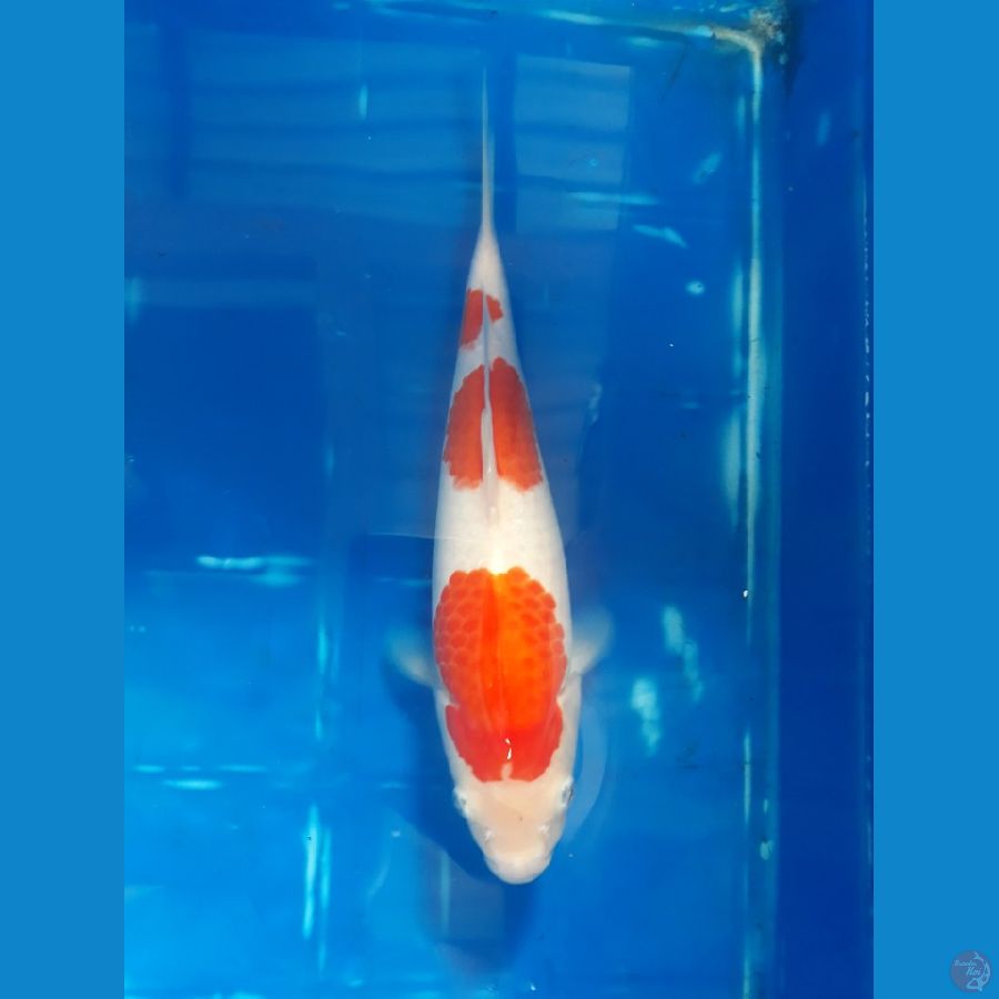 Kohaku 3 Step, Jantan, 30cm