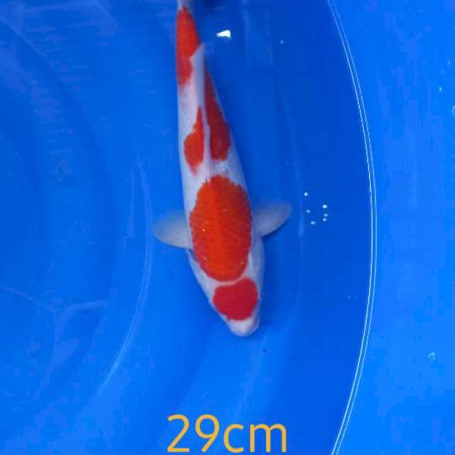 Maruten kohaku 29cm jantan