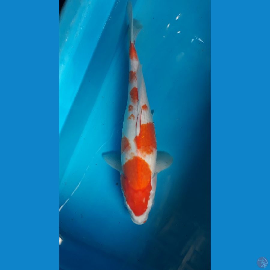 kohaku female 35