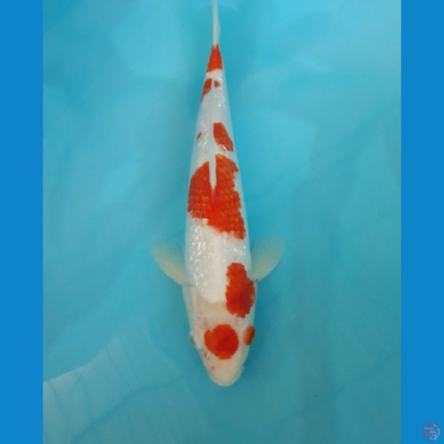 iwakame-maruten kohaku male 34cm