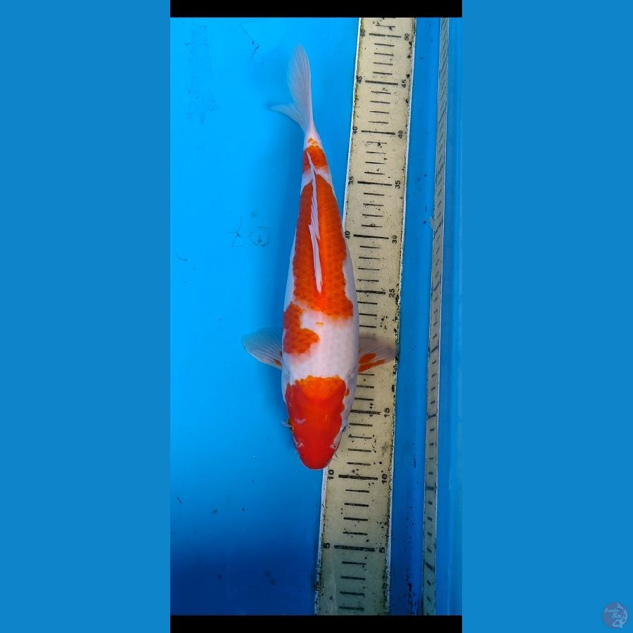 kohaku..... 34cm,.... famale