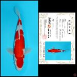 MDSW01 ~ KOHAKU IMPORT SAKAI, 35CM