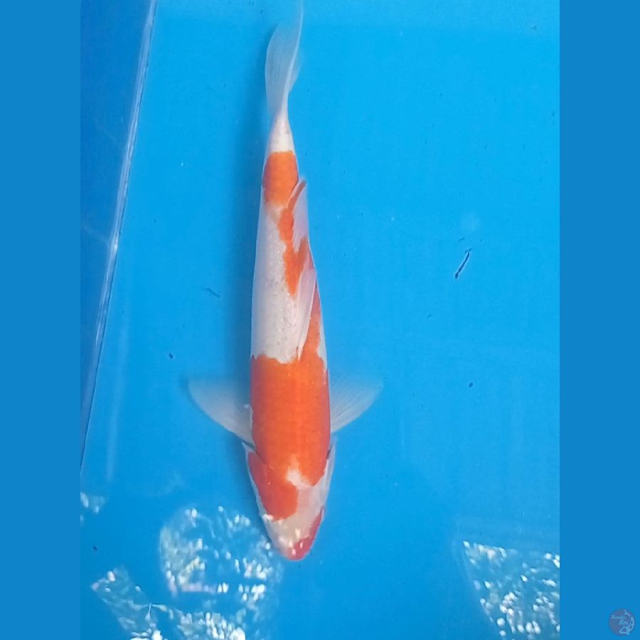 kohaku 27cm