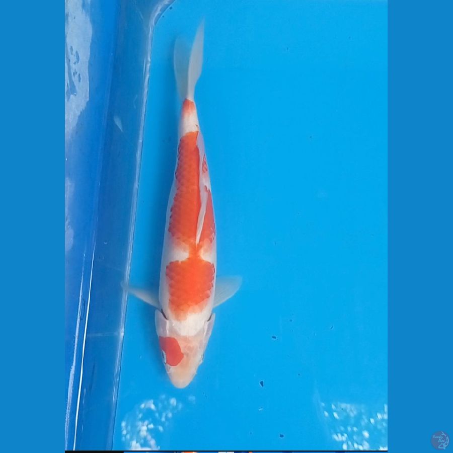 kohaku 29cm