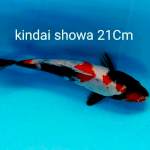 Showa kindai 21Cm