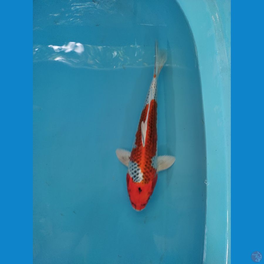 kujaku merah strong 32 cm.