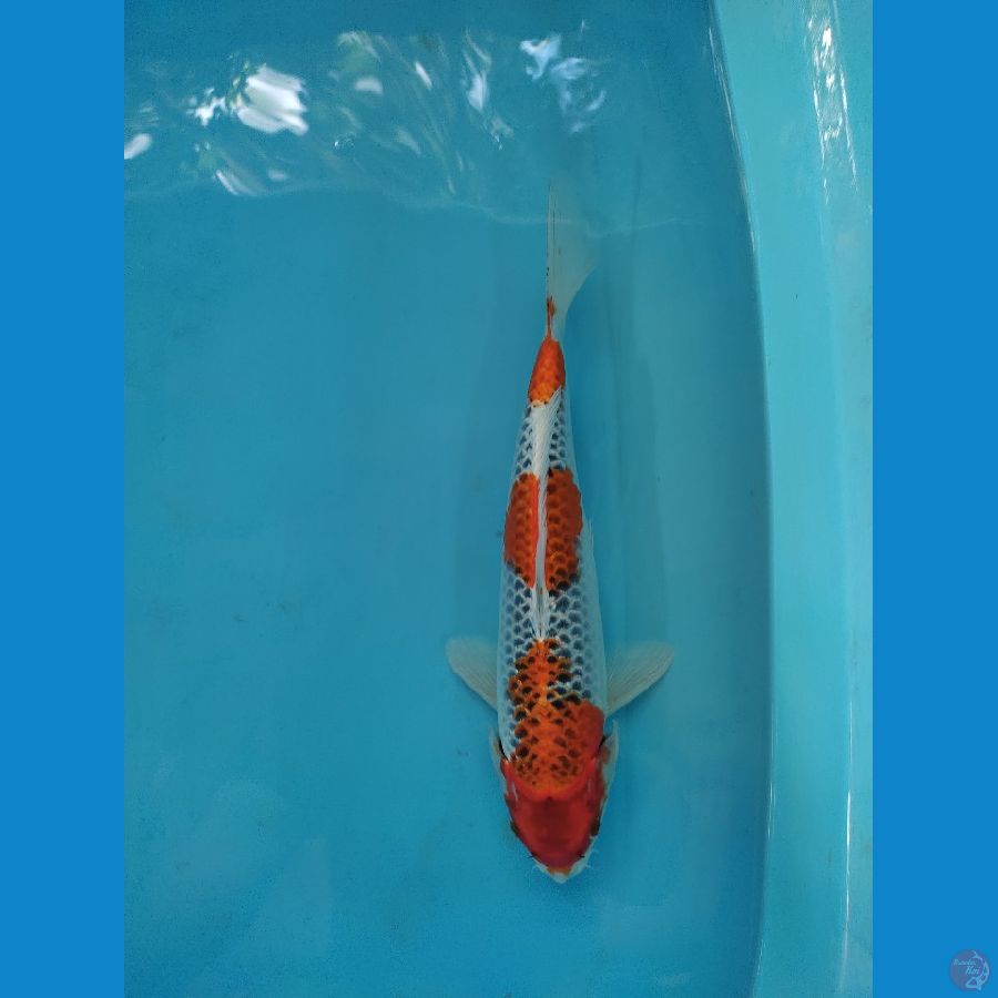 step 3 kajuku male 35 cm