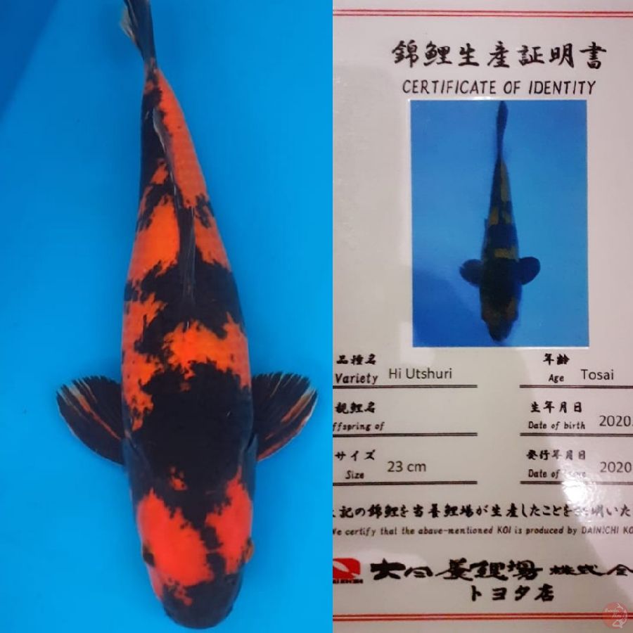 Hi Utsuri "Dainichi" 50bu