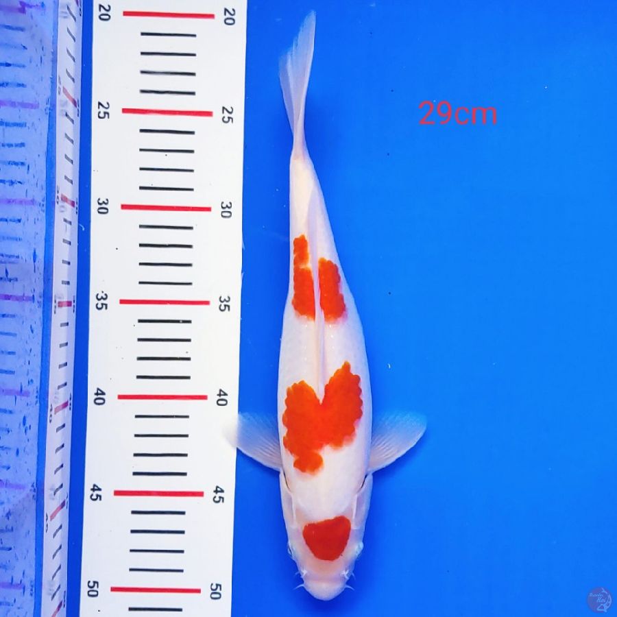 kohaku 29cm ori