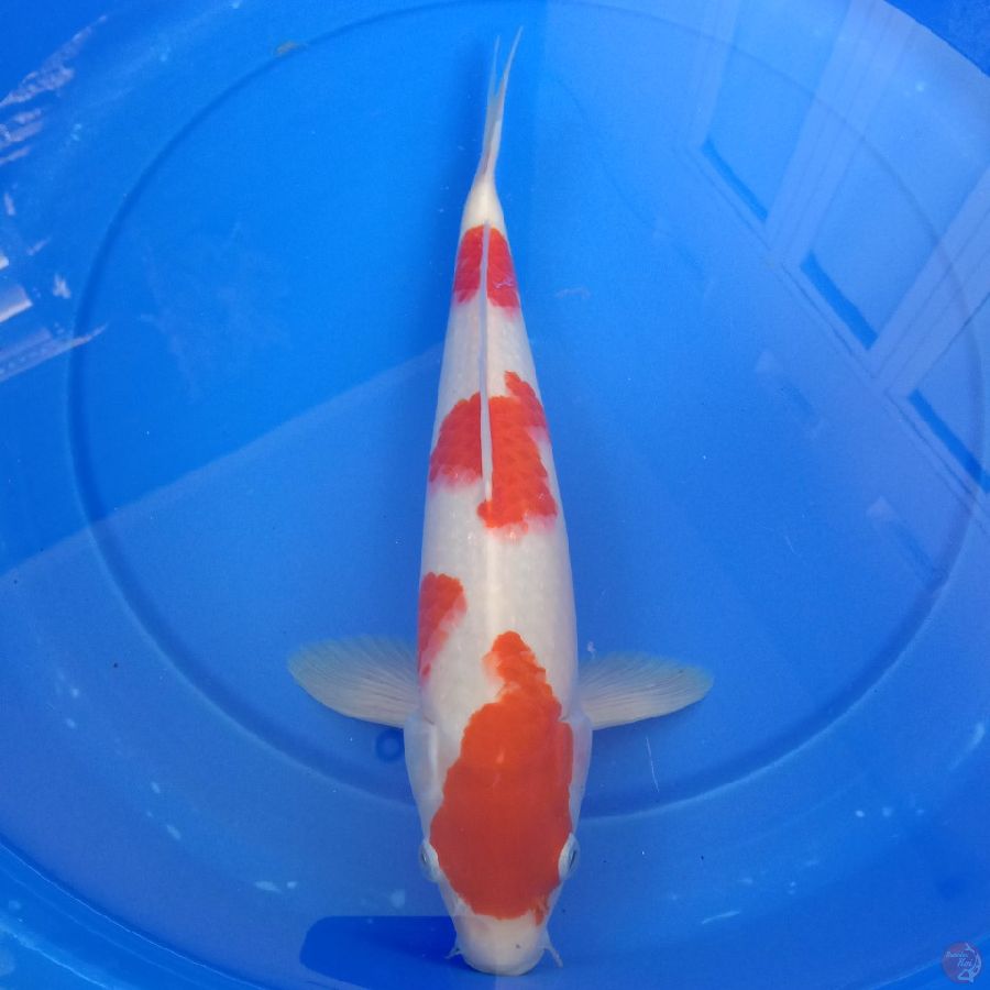 Kohaku 34 cm