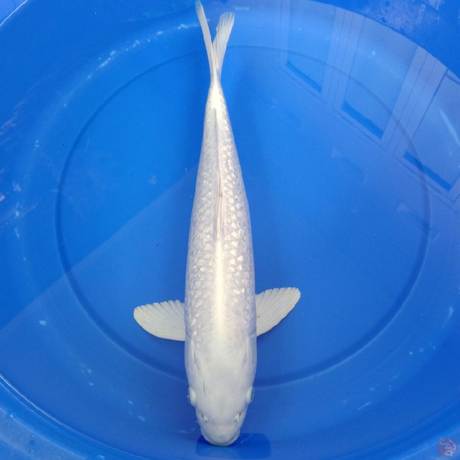 Platinum ginrin 37 cm