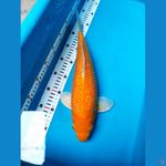 orenji 41 cm male bulky