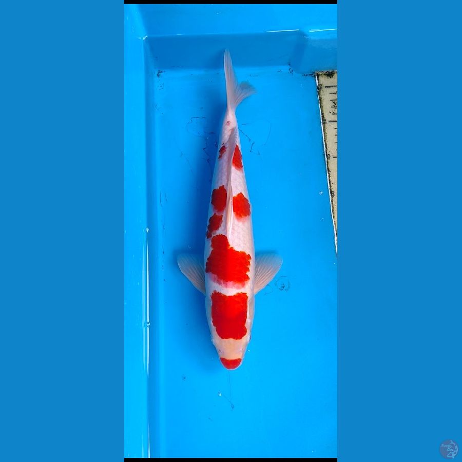 kohaku kucibeni.... 38cm..... jantan