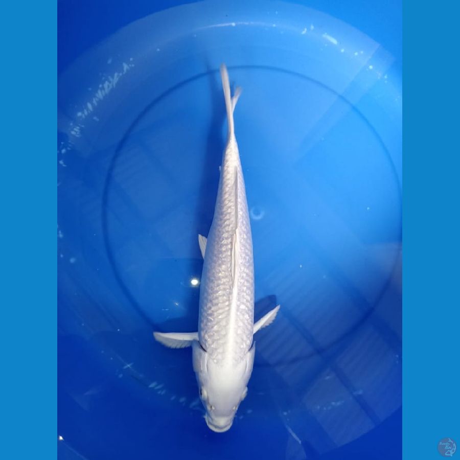 PLATINUM GINRIN 33 CM