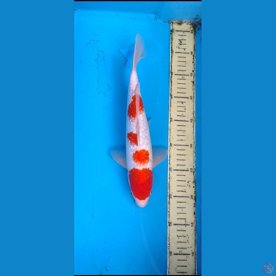 kohaku ginrin...... 33cm.... jantan