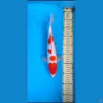 kohaku ginrin...... 33cm.... jantan