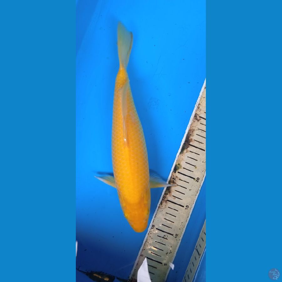 karasi lemon 32 cm