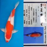 kohaku " Maruyama" 50bu lelang special