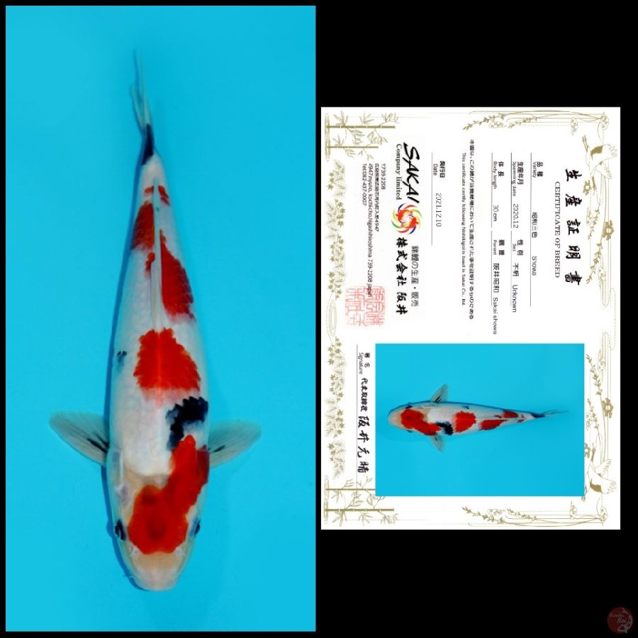 MDSW02 ~ SHOWA IMPORT SAKAI, 31CM