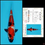 MDSW03 ~ SHOWA IMPORT SAKAI, 31CM