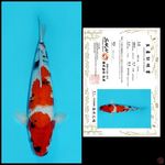 MDSW05 ~ SHOWA IMPORT SAKAI, 33CM