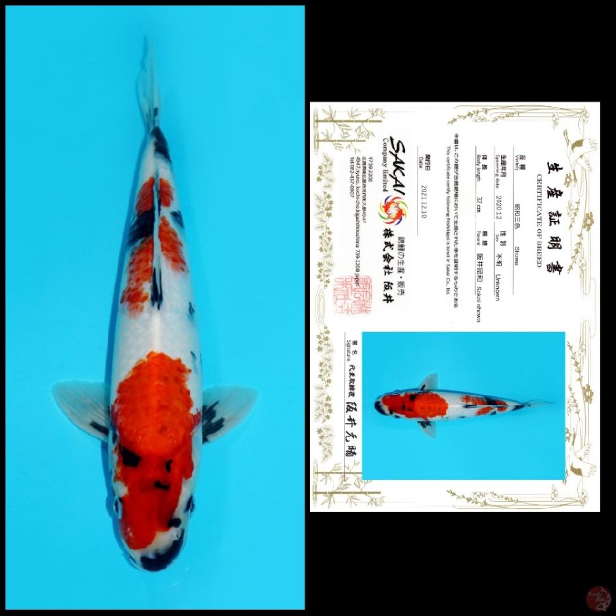 MDSW07 ~ SHOWA IMPORT SAKAI, 33CM