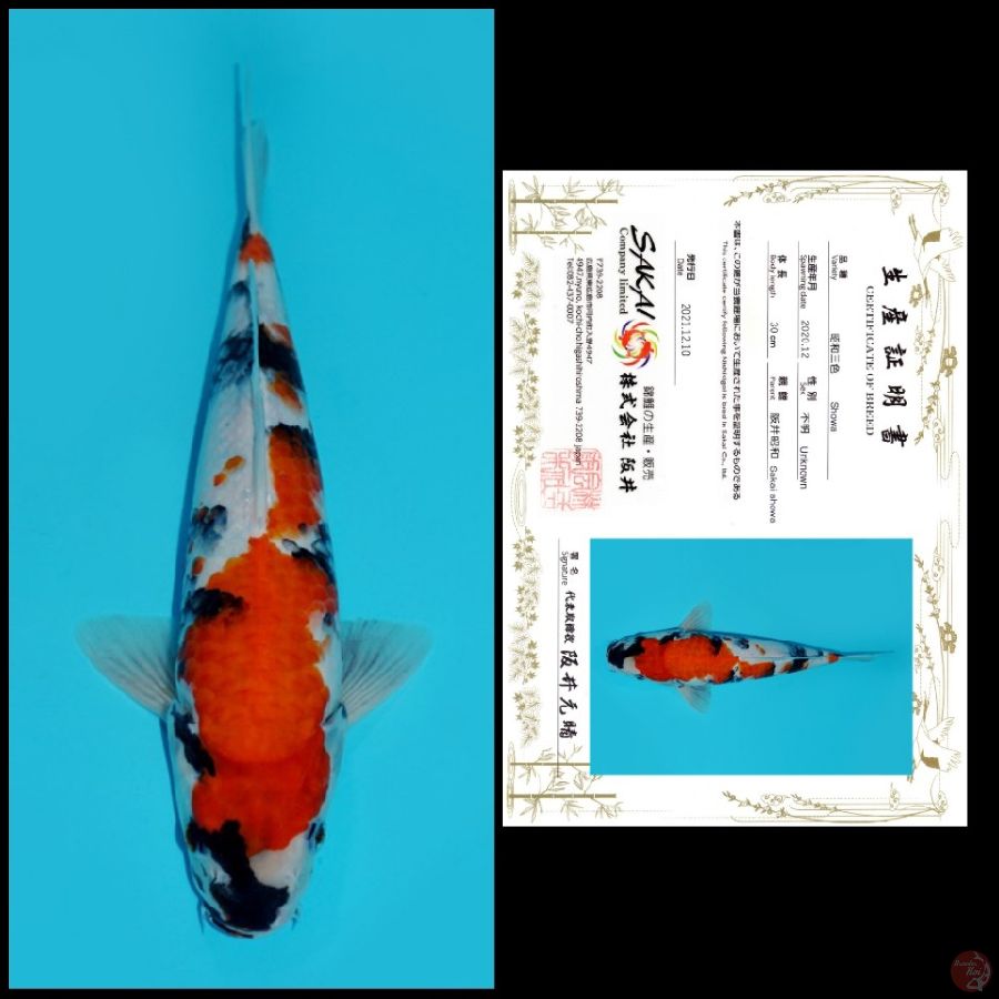 MDSW08 ~ SHOWA IMPORT SAKAI, 31CM