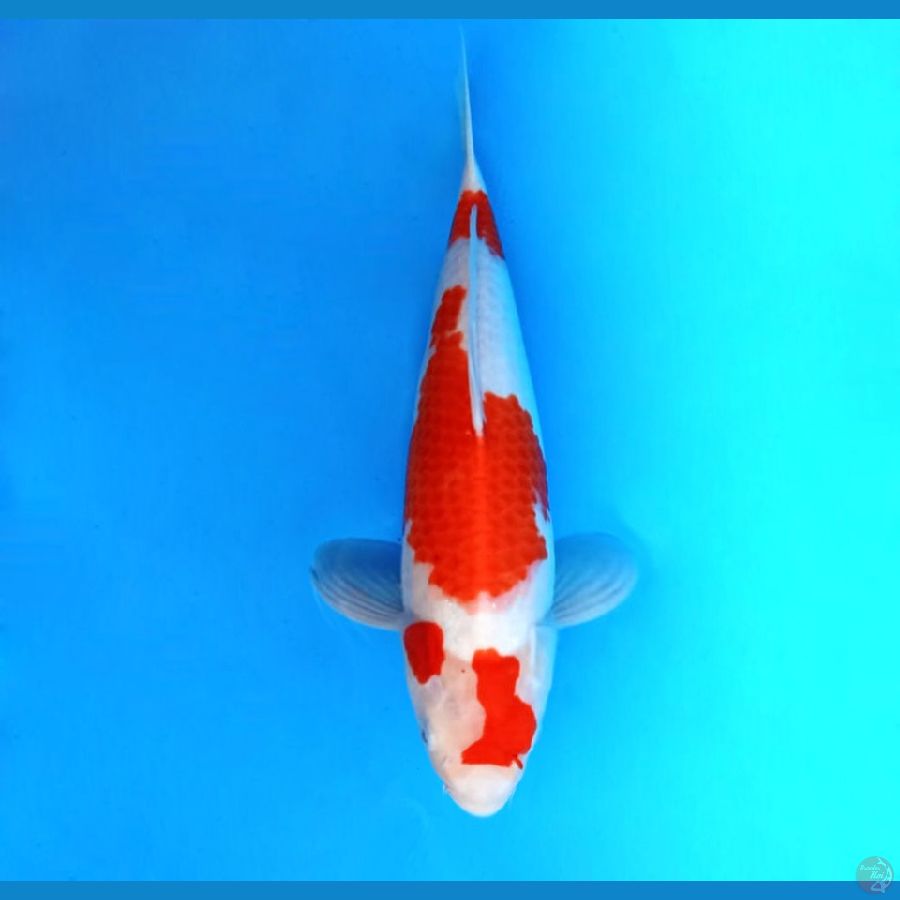 8.KOHAKU 38 cm/famale